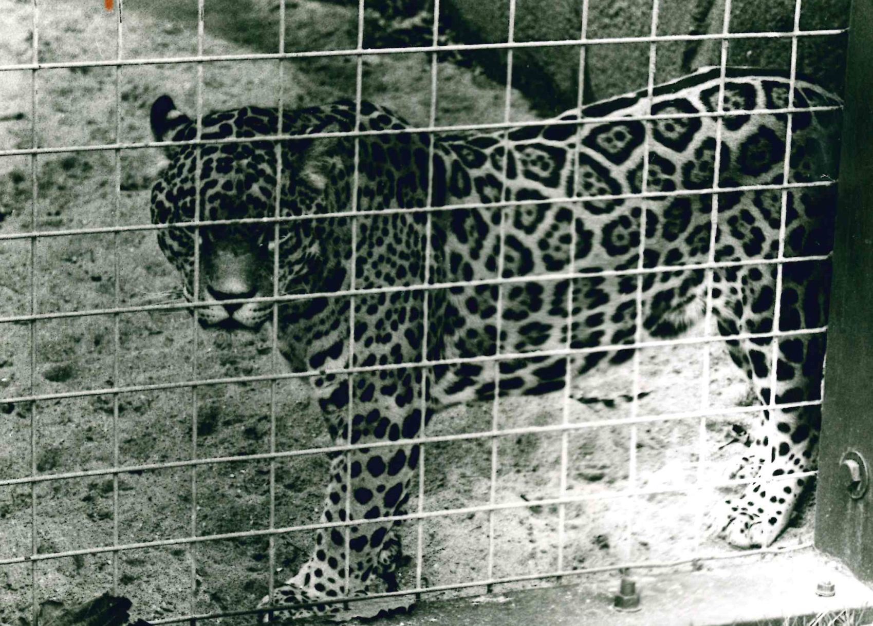 Jaguar